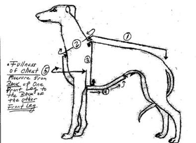 Dog drawing with measurements