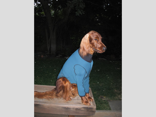 Trevor, keeping his coat clean and burr-free in the BodyShirt.