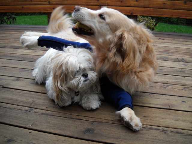 The custom BodyShirt for Derby turned out great! He enjoys it and his lick lesion is now healing up! Thanks, Doug and Sue Martin