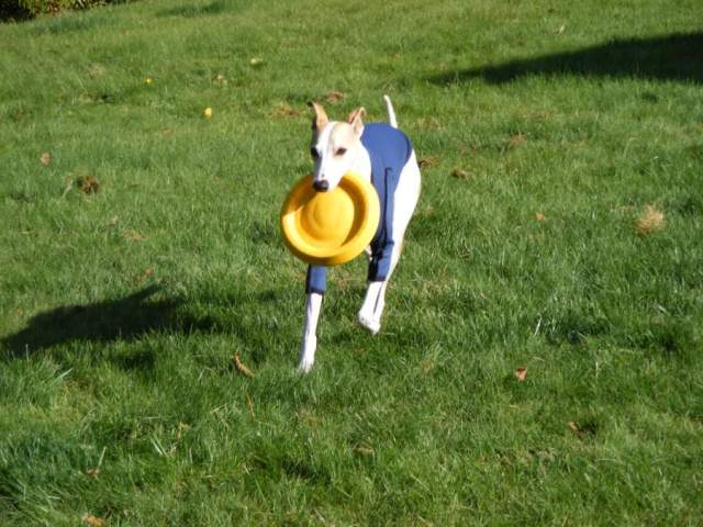 Popped him in the shirt right away and started playing frisbee - the last shot shows his great smile.  He started out not sure he could move and then started running and jumping as usual. -Nancy Anderson