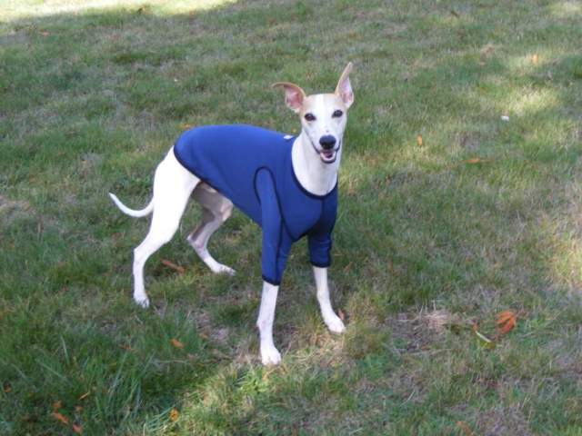 Popped him in the shirt right away and started playing frisbee - the last shot shows his great smile.  He started out not sure he could move and then started running and jumping as usual. -Nancy Anderson