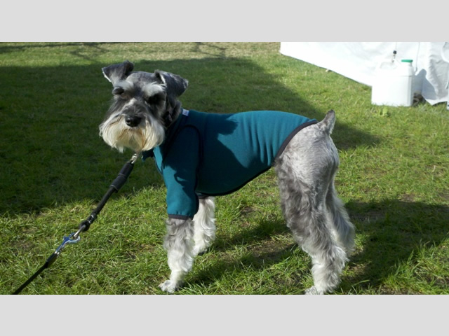 Schnauzer looking great in The Original BodyShirt