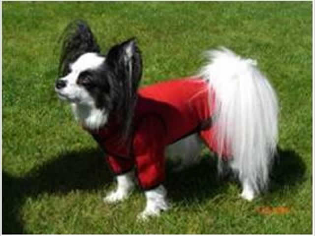 Lincoln’s special custom BodyShirt helps him run agility even with arthritis.