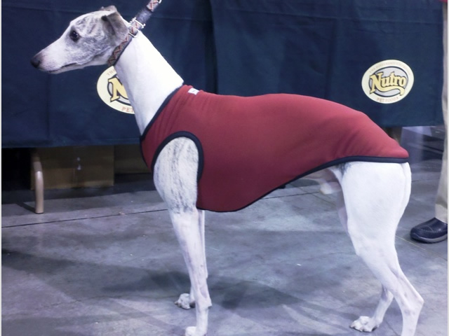 Show whippet in Sleeveless BodyShirt